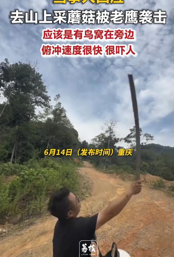 重庆，夫妻二人上山采蘑菇，突遭老鹰俯冲袭击！妻子先察觉叫声提醒，丈夫起初不信，结