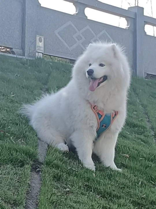 小狗喜欢坐在高处 有一样的嘛