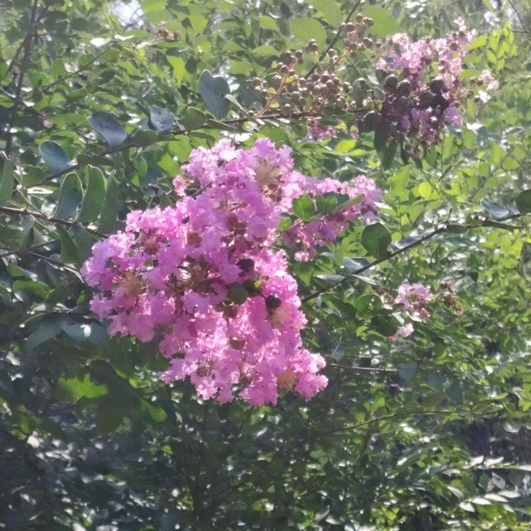 周三，晨兩淅沥沥，终于淹 没了热浪～ 