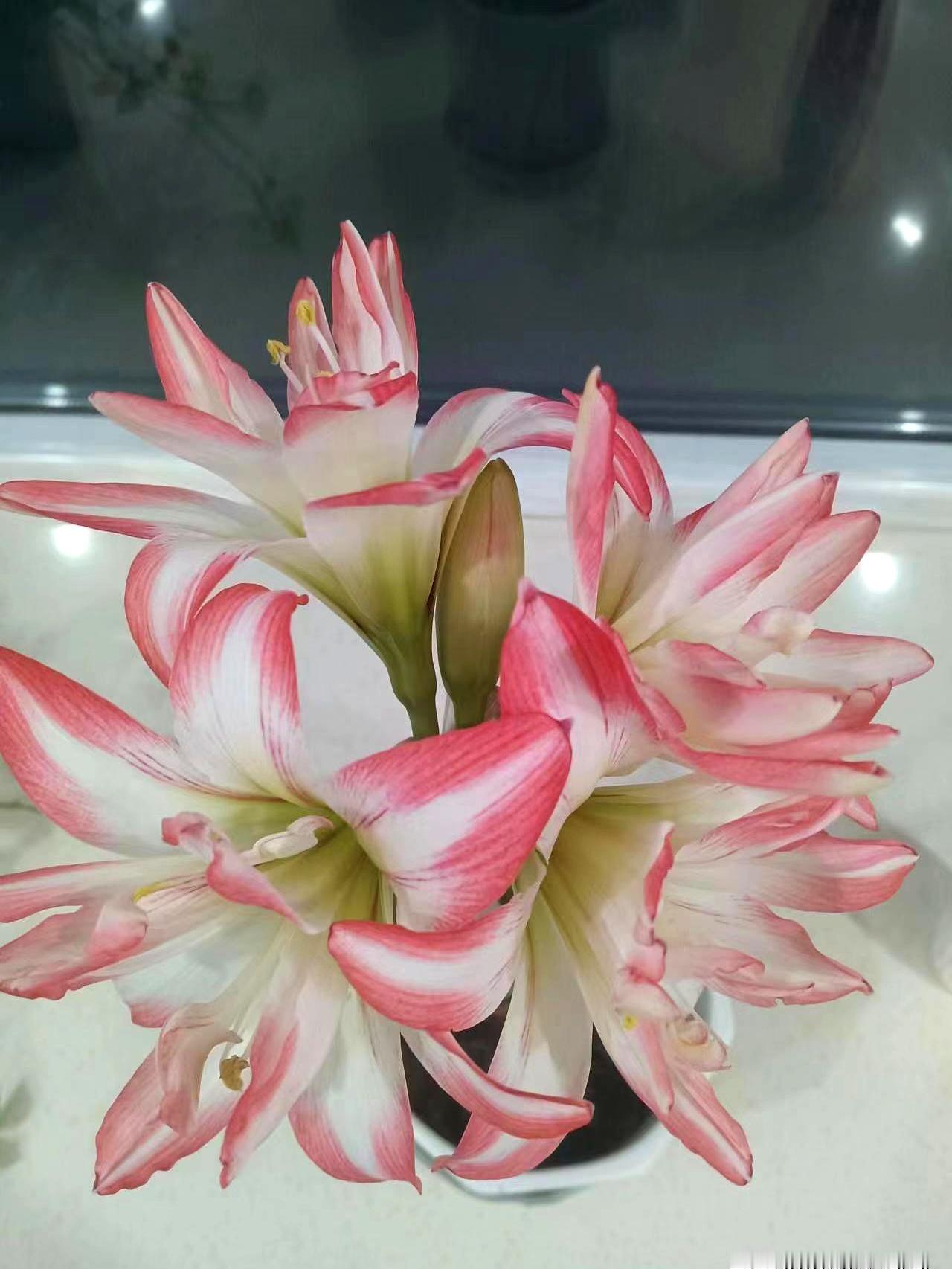 今天看到这组考研数据，沉默了。
报名从388万降到约343万，教育部截至2月24