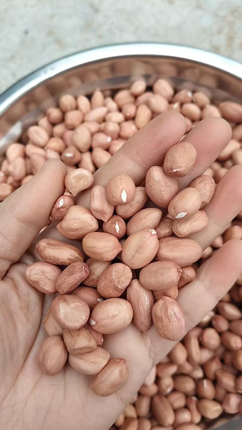 花生价格2026年4月4日山东烟台招远、莱阳花生价格行情分析
山东烟台招远市传统