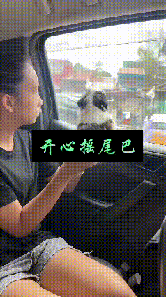 看完这段视频，我嘴角就没放下来过。这只奶乎乎的小狗被主人捧在手里，凑在车窗边看外