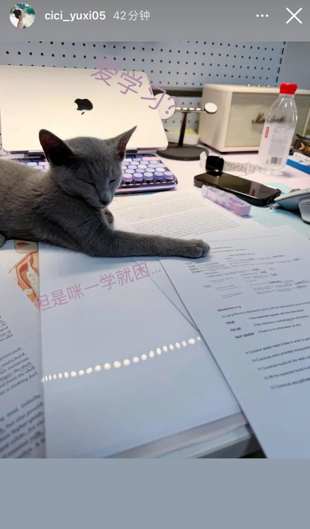 陈芋汐快拍更新 在写雅思阅读嘛
乐乐也在写雅思 我平衡了
猫猫也要努力学习 陈芋