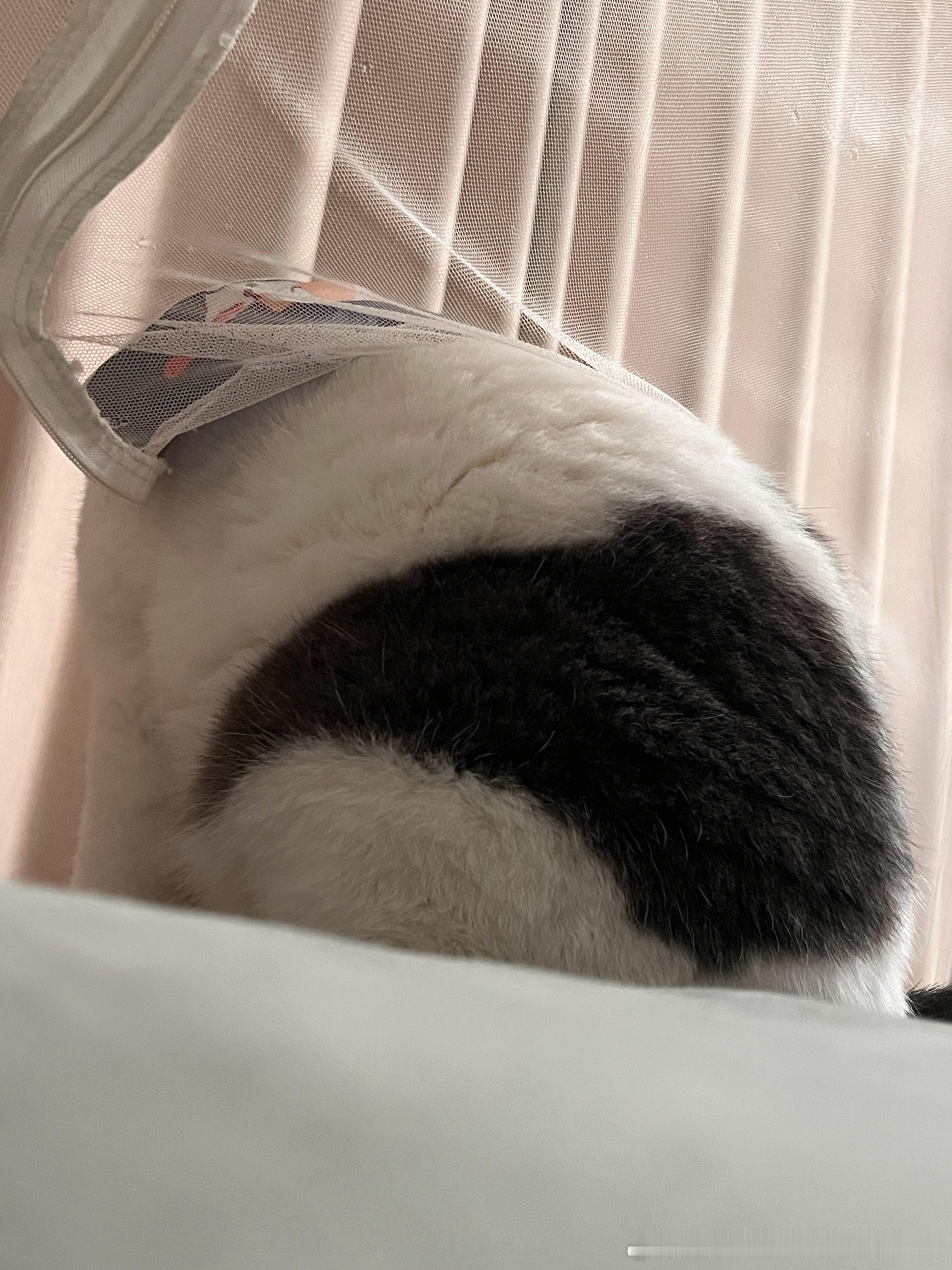 家养大熊猫 ​​​