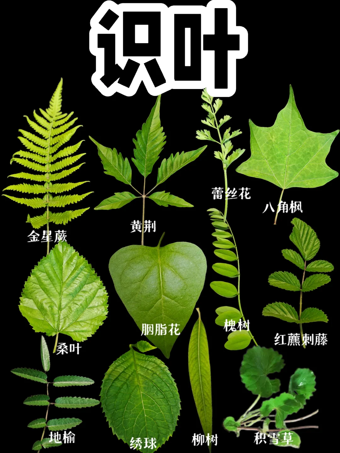 【识叶】奇妙的植物界