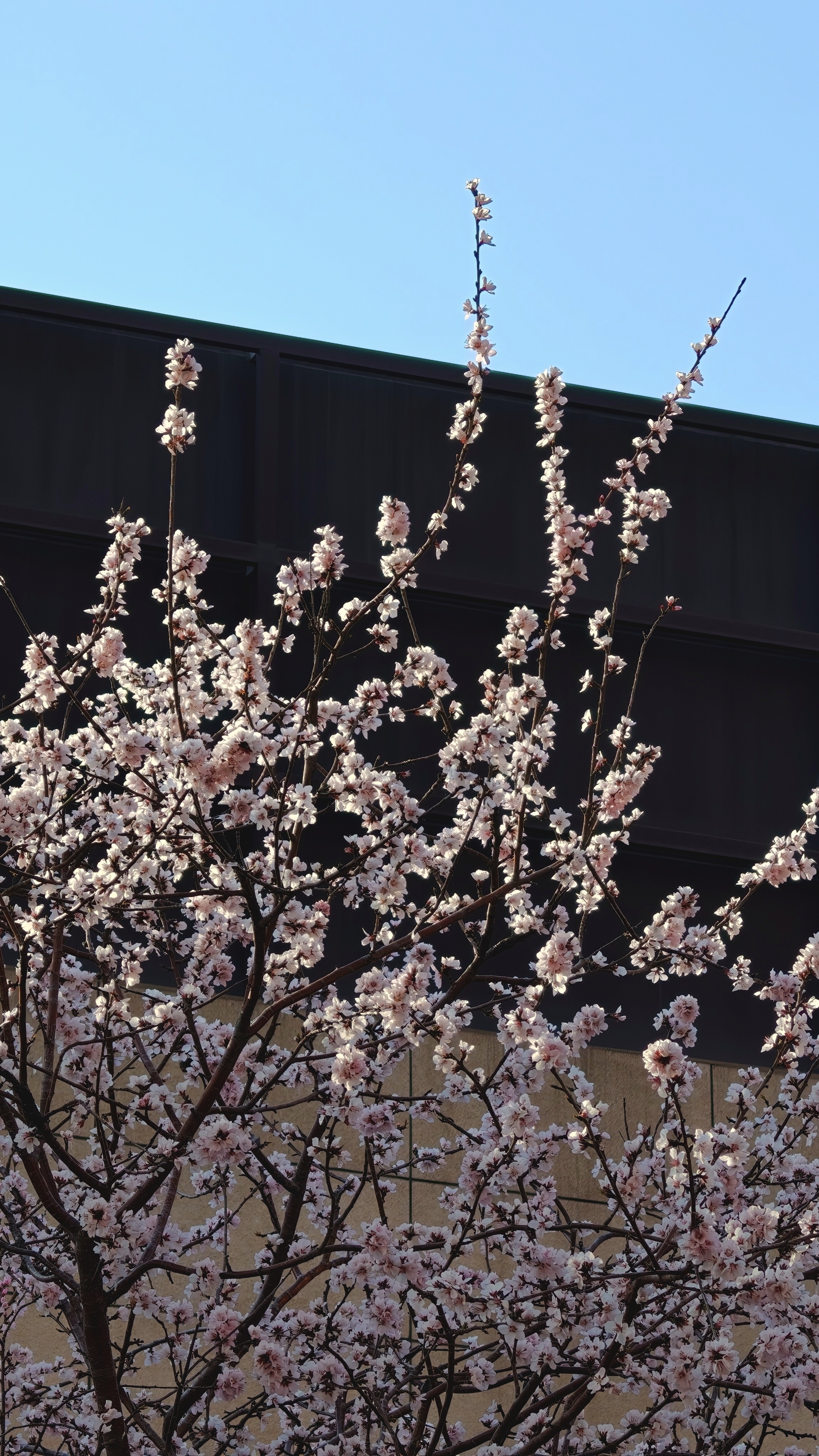 一不留神，各处的花都开了春天真的来了 