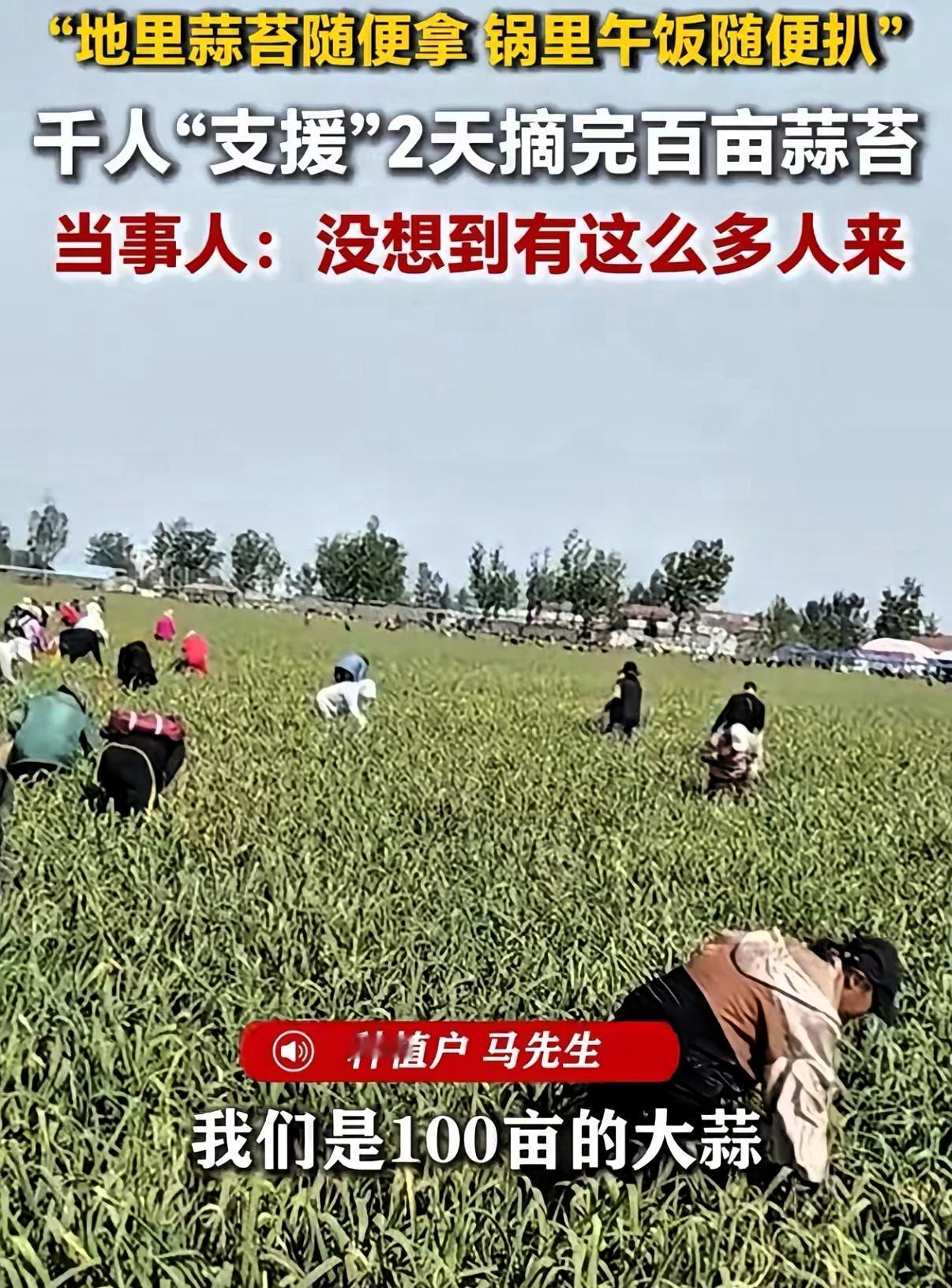 徐州蒜农免费蒜苔换劳力，两天清完百亩

一招把农忙变成“赶集”，这位徐州蒜农把难