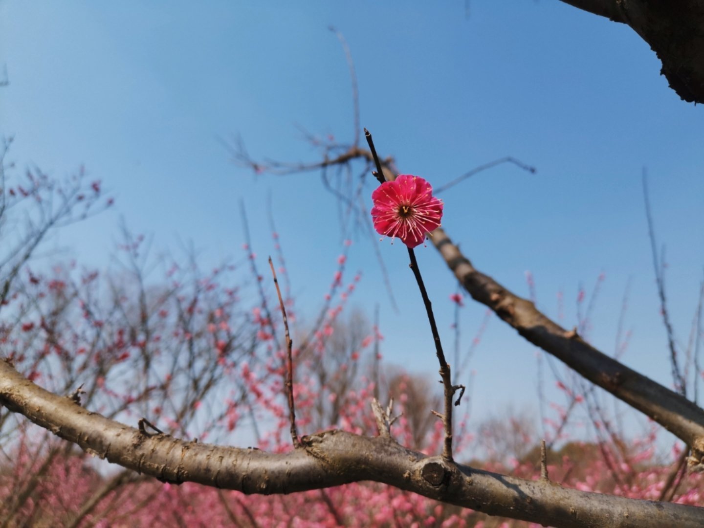 今年的探梅又去了杭州，蓝天、碧水、红花、绿草与白鹭……真真江南啊。梅花是深深浅浅