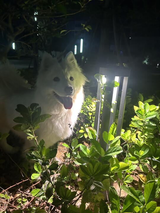 出个小片