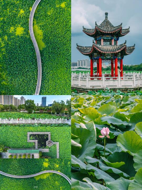 地铁直达‼️可以遛狗‼️解锁武汉又一赏荷胜地