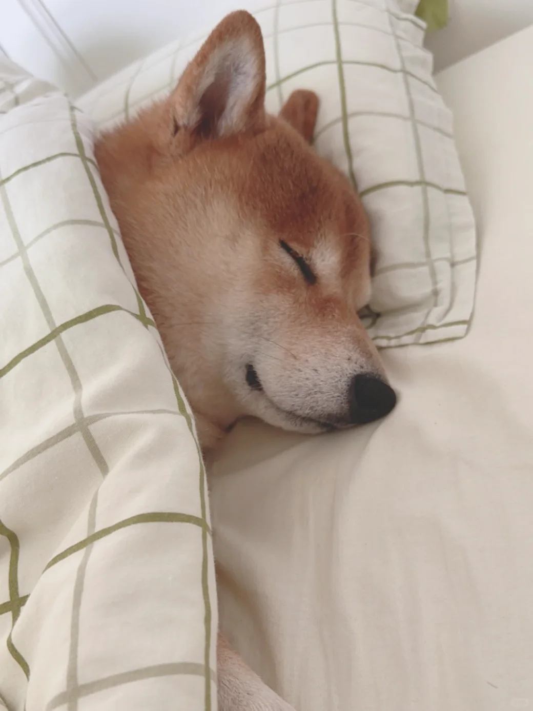 我可能真的是瞌睡博主吧