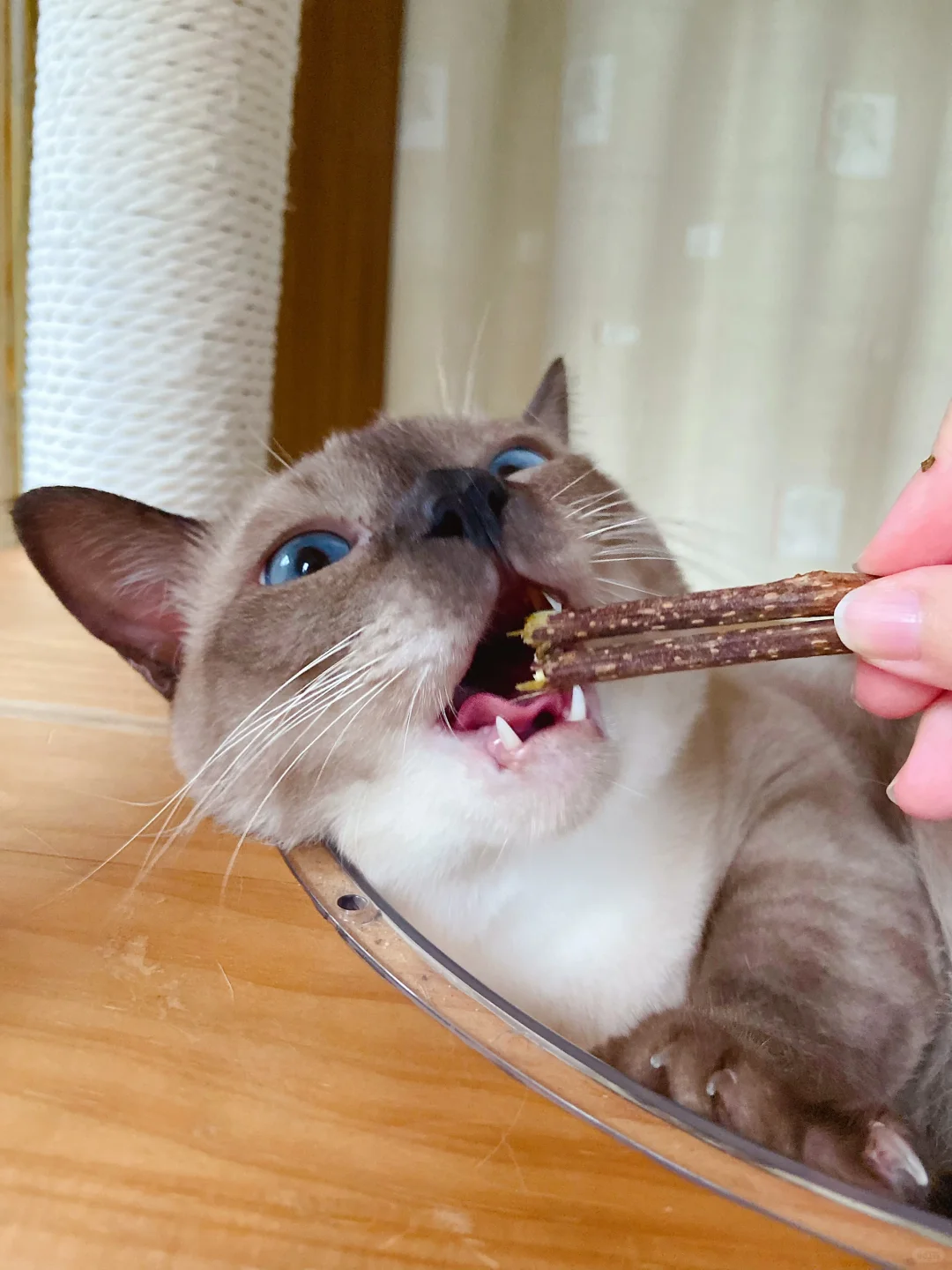 暹罗猫你别太可爱了！
