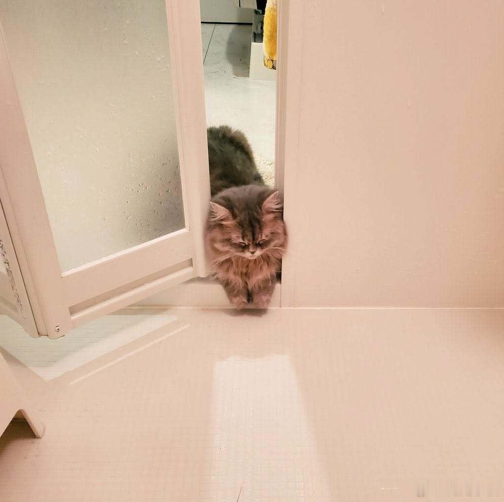 推主的猫进浴室偷看，现在卡在原地睡着了。 