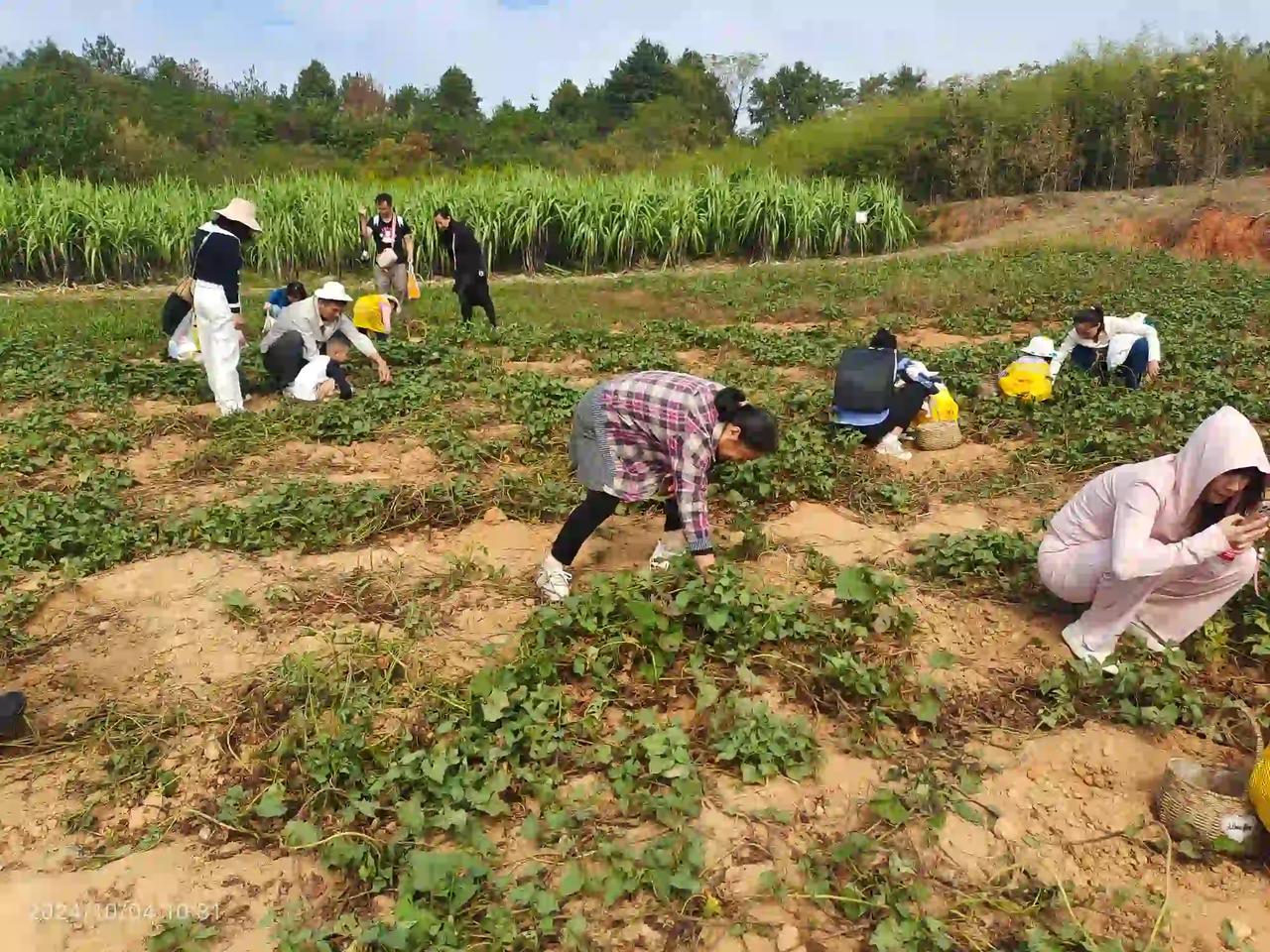 啊，这个农户可赚饱了，旅游团带小孩来体验农村生活这块地，挖过两三回了