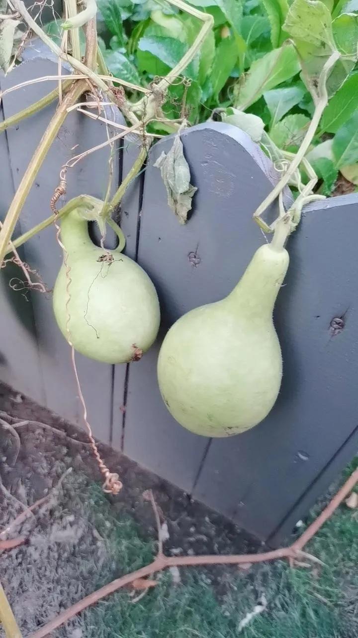 办公室露台上这两个可爱的葫芦，
你建议是继续让它做葫芦呢
或是让它当瓢呢？