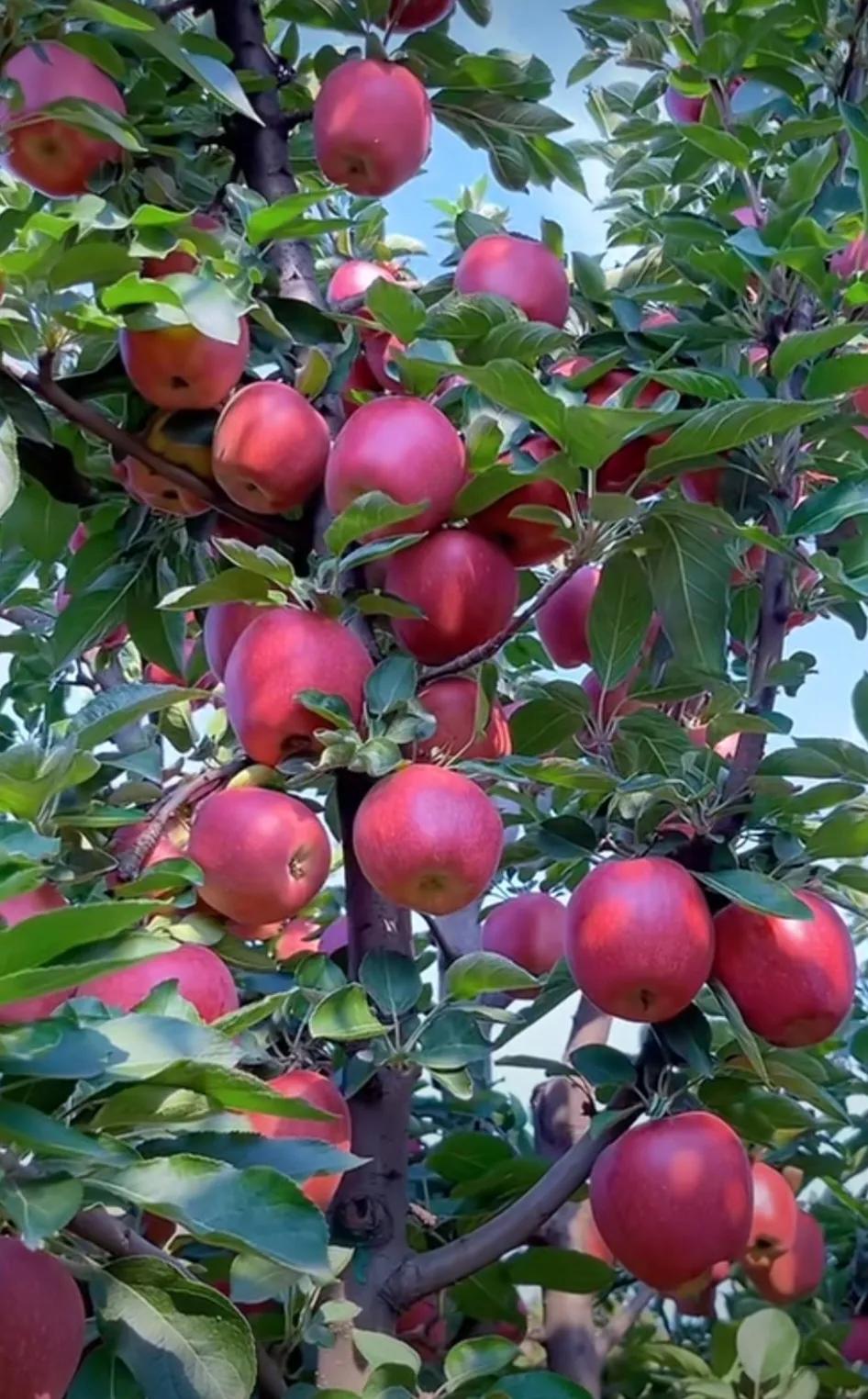 △△新秋之意△△
🍎🌸🍒🍃
人随秋美，运随秋来；
愿随秋寄，福随秋至；