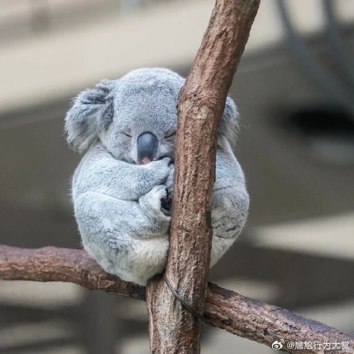 以防你没见过考拉睡觉 🐨 宠物卖萌中心 ​​​