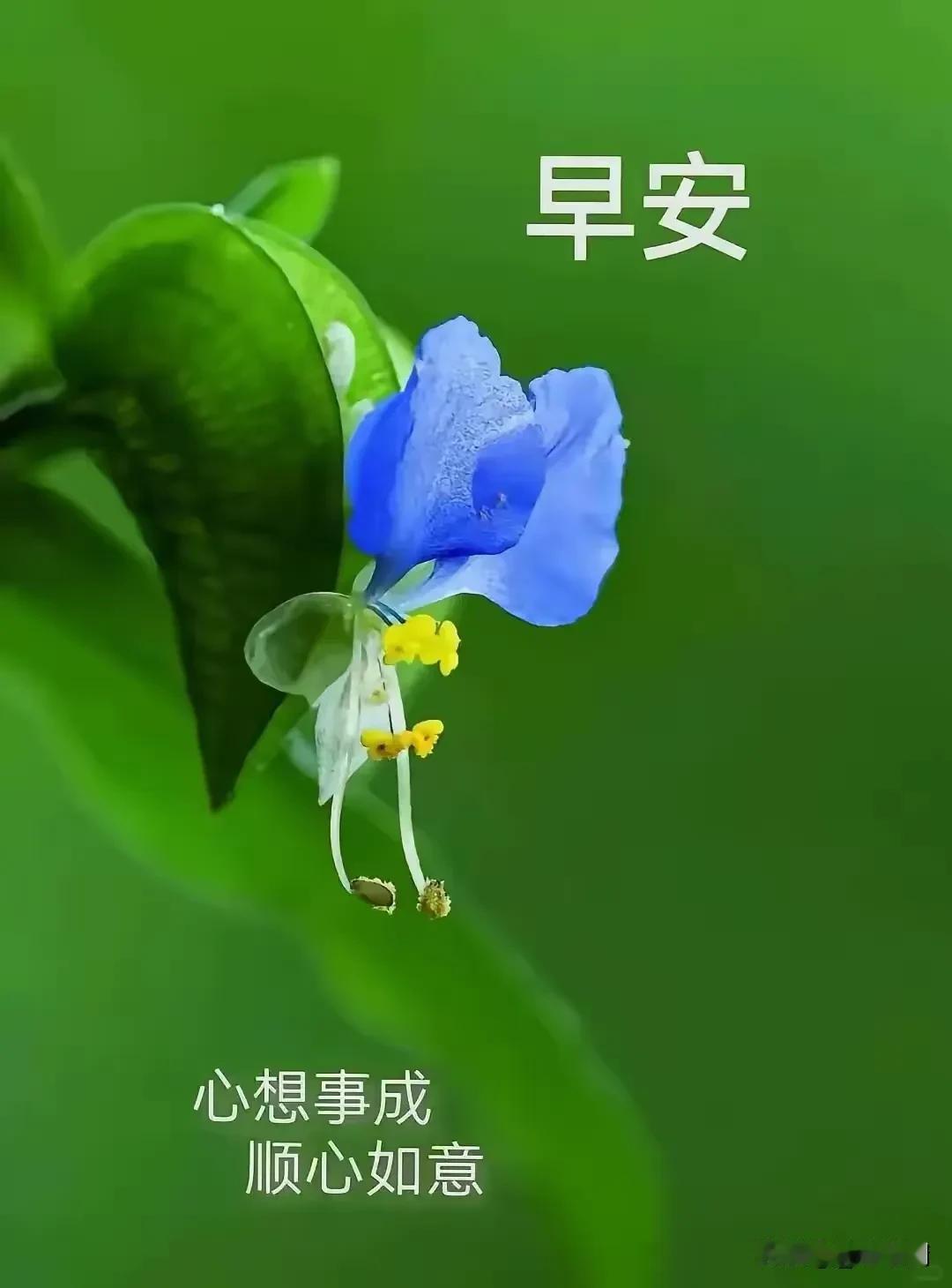 《一剪梅·遥寄知己》

不忘之人福运扬。
岁岁呈祥，
日日安康。
相思知己意悠长