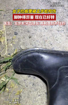“防不胜防！”9月17日浙江温州，一女子穿雨靴上山采板栗，本以为这样就安全了，不