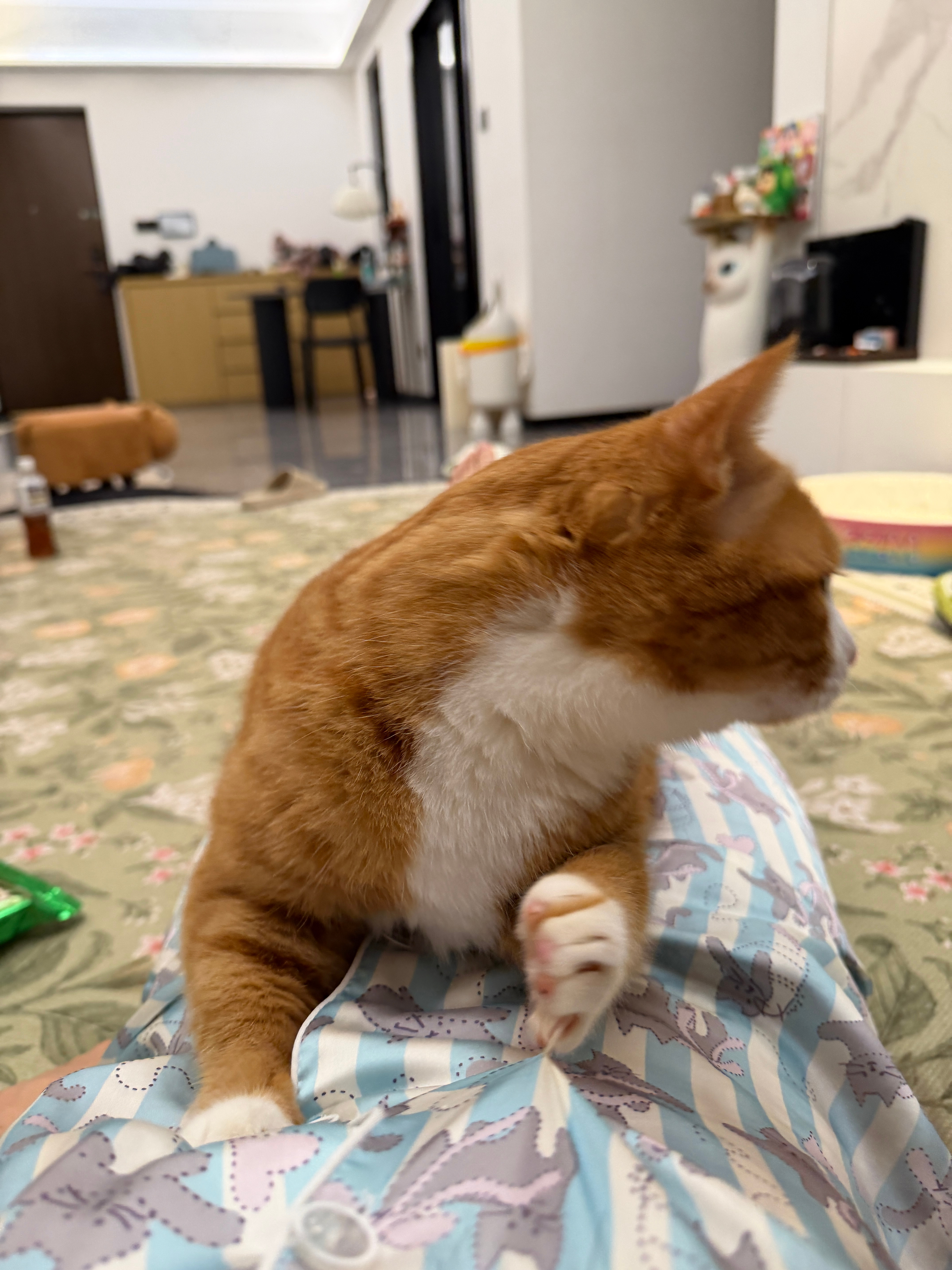 撒娇完毕准备出发打猫😂咪包奇