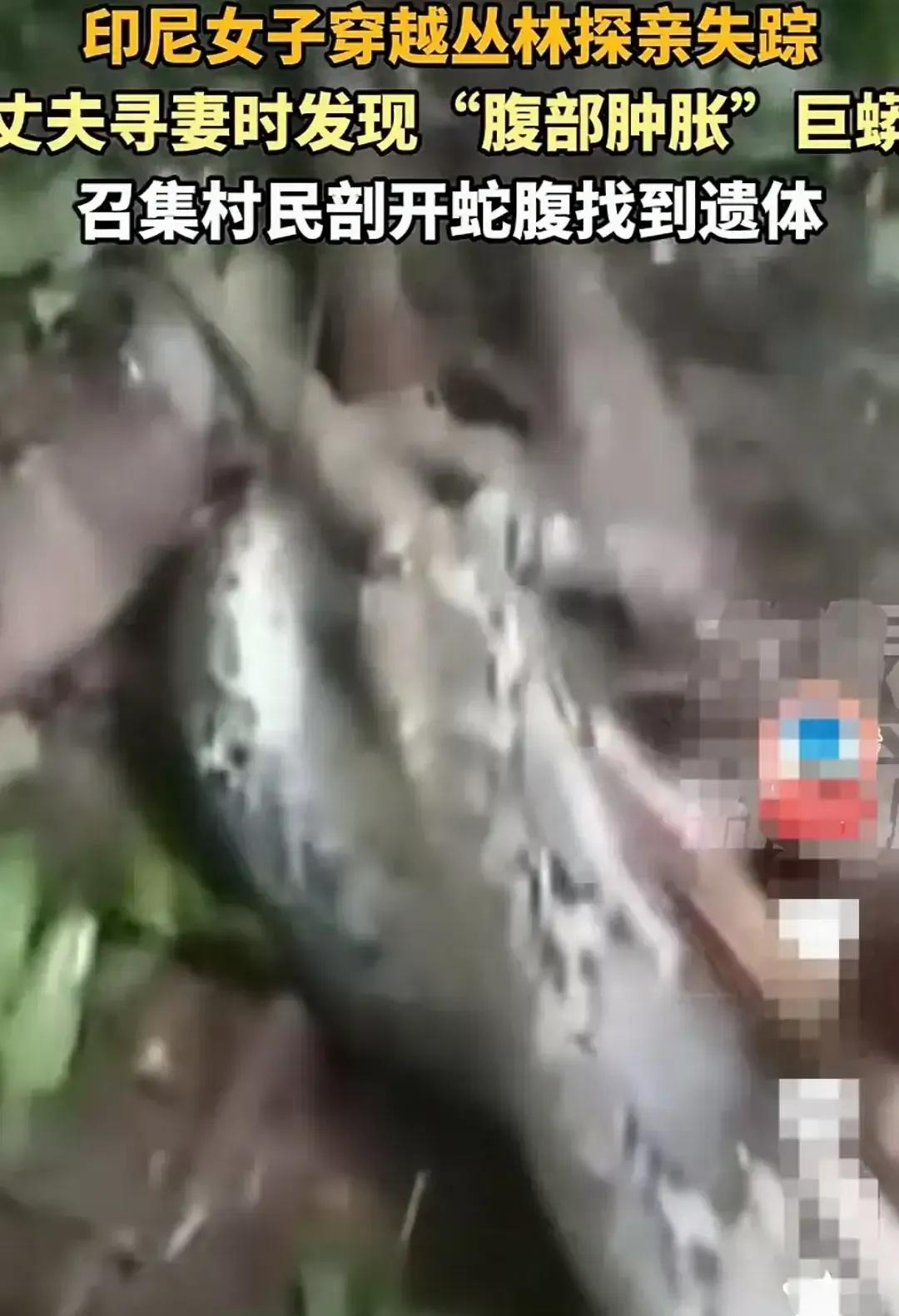 瑟瑟发抖啊！就走个亲戚，女子都成了巨蟒的晚餐，真的是大千世界无奇不有，这印尼的巨