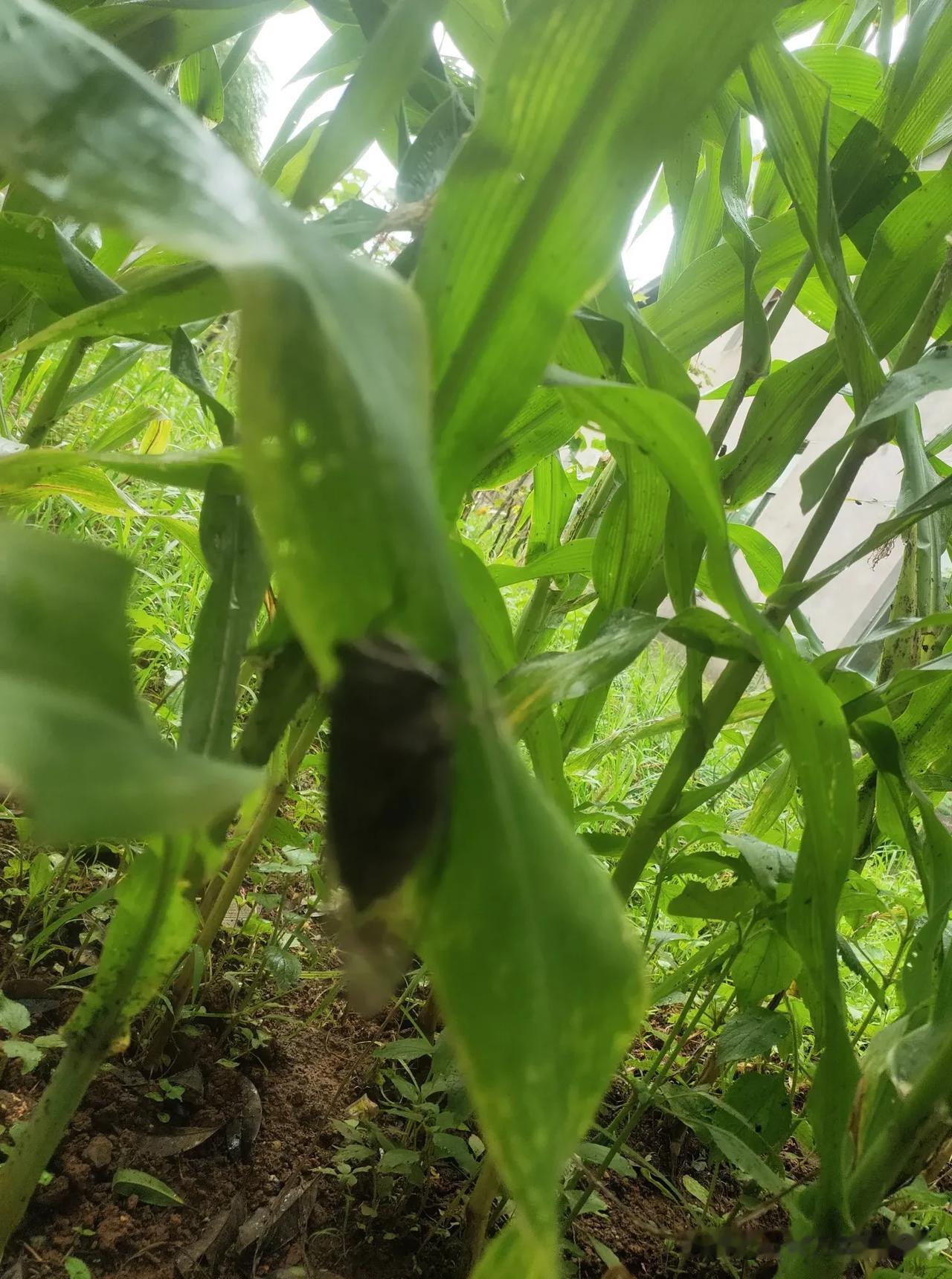 “秀色可餐”指对方长得很符合自己胃口，光看着就很养眼，不用吃饭都觉得可以饱腹，可