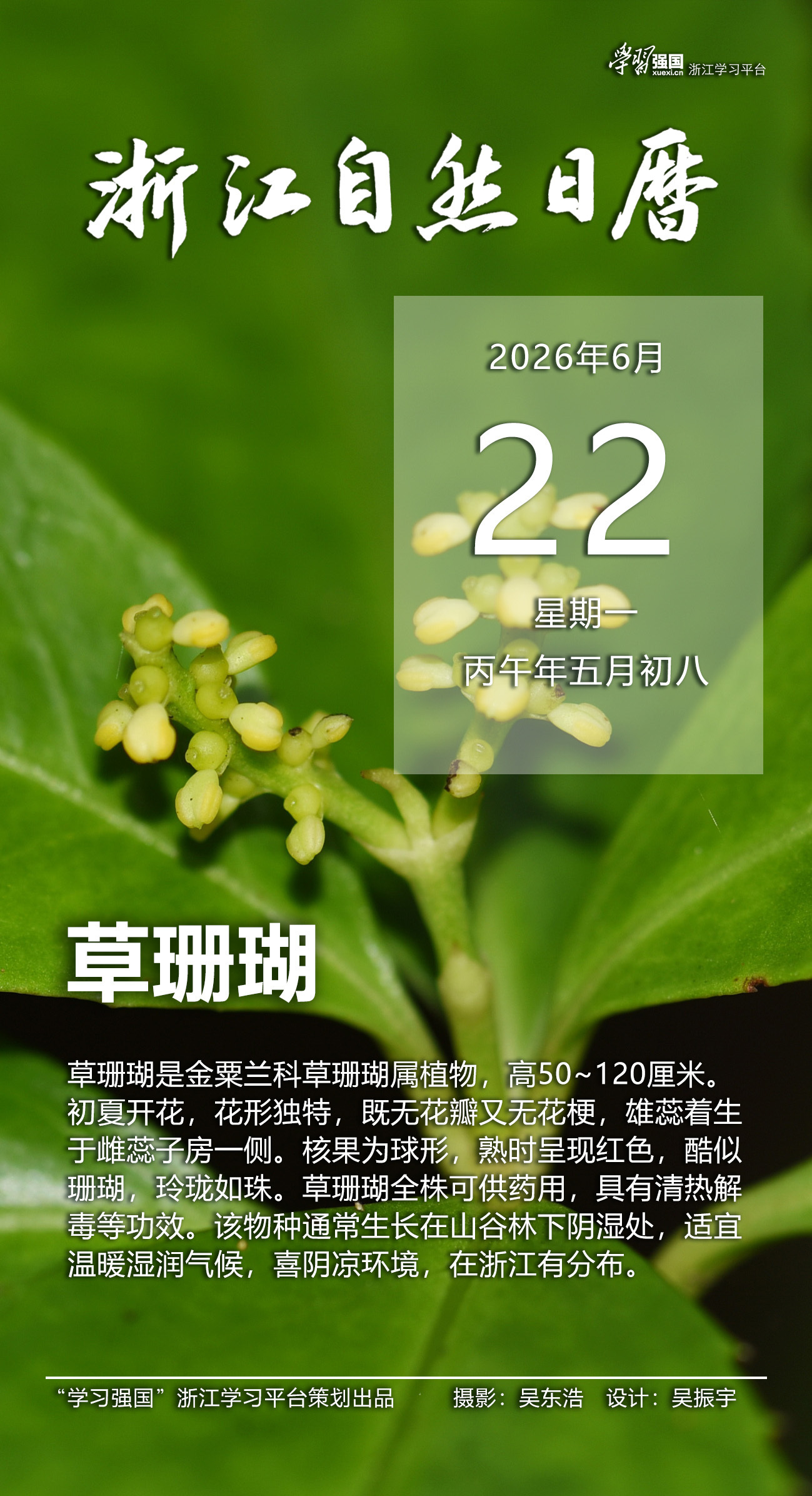 浙江自然日历丨草珊瑚：玲珑如珠 