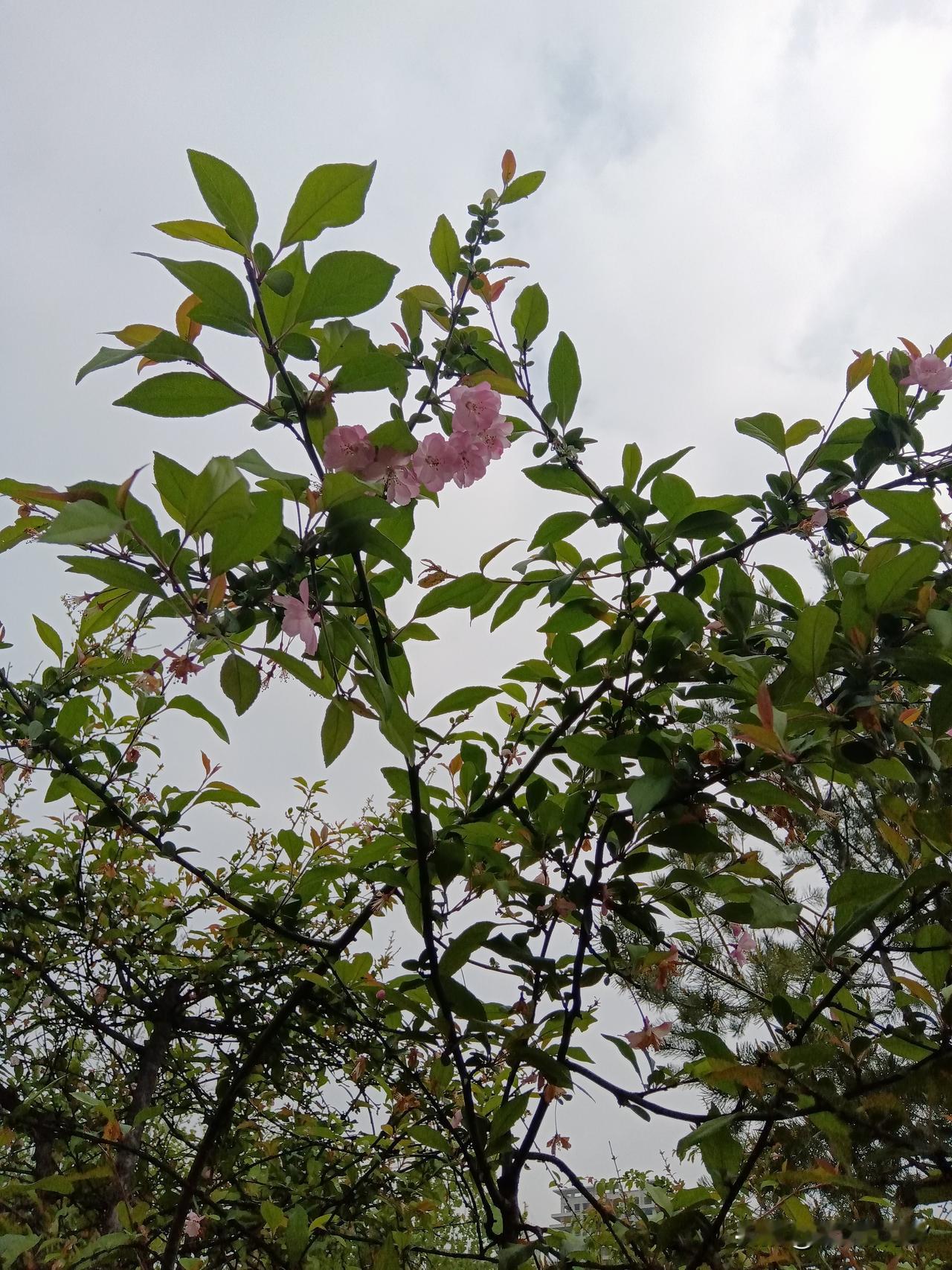 悟出一个道理！

决定了，以后炒股就这么干！

终于想明白了，炒股为什么总是赚不