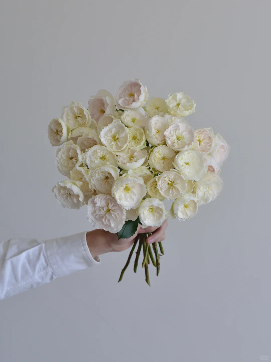 三木谷玫瑰庄园·天使的翅膀