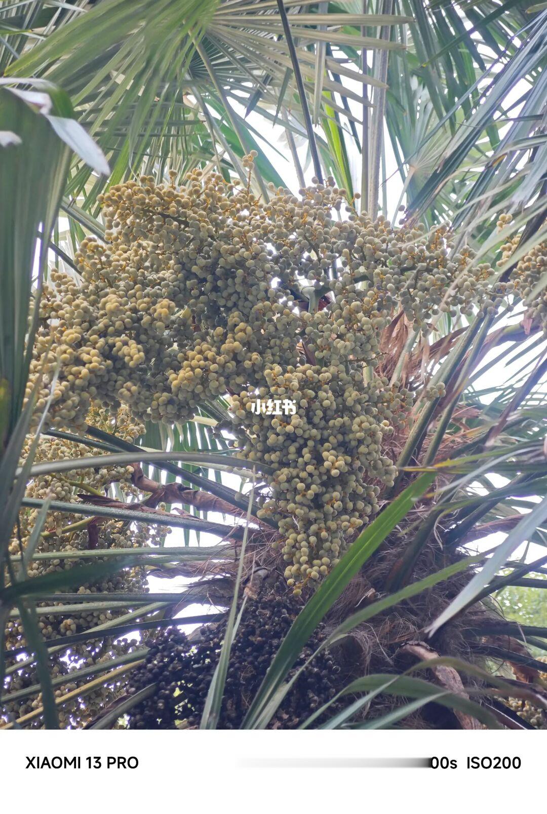 NO.291 发现了免费的绿化带文玩