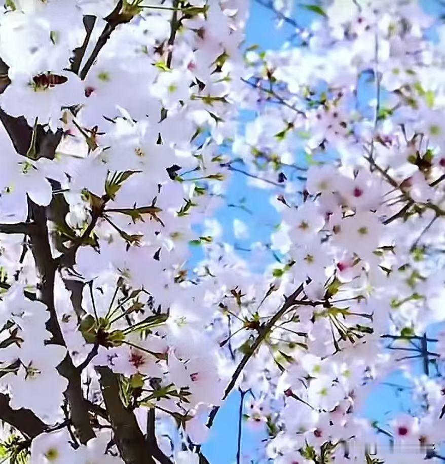 樱花盛开，春意盎然，快来一起赏花吧！🌸🌸🌸