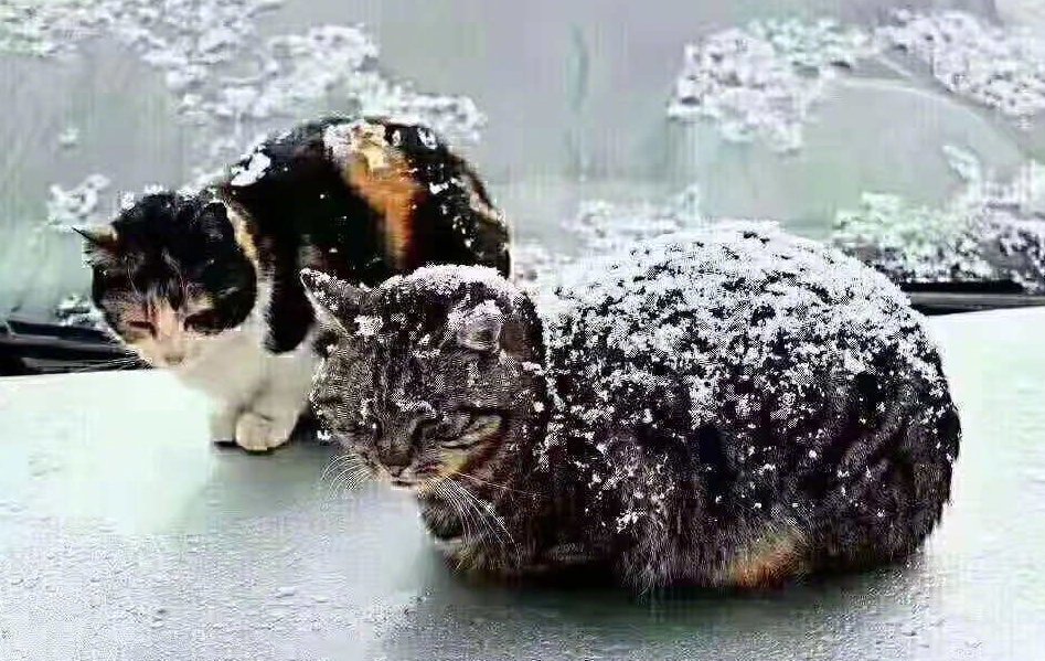 寒冬已至，流浪动物苦日子到了，尤其下雪之后，毛沾湿以后，很多弱小的生命会熬不过在