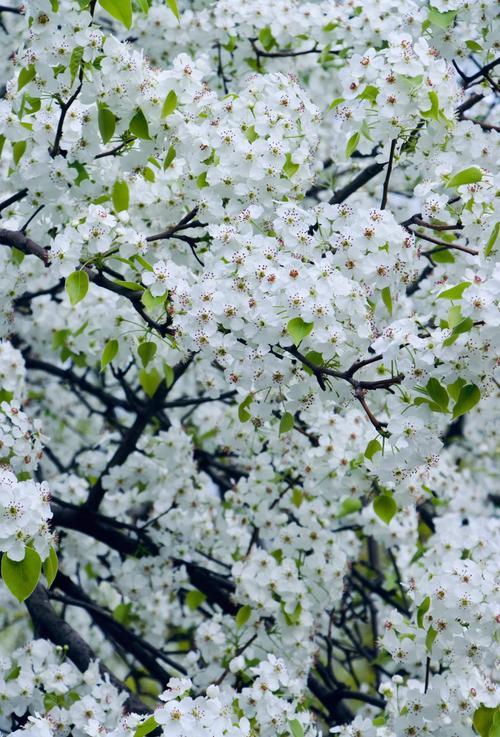 上联：风刀剪碎梨花雪，
下联：玉笛吹残柳叶烟，
下联：月影移过竹径幽。