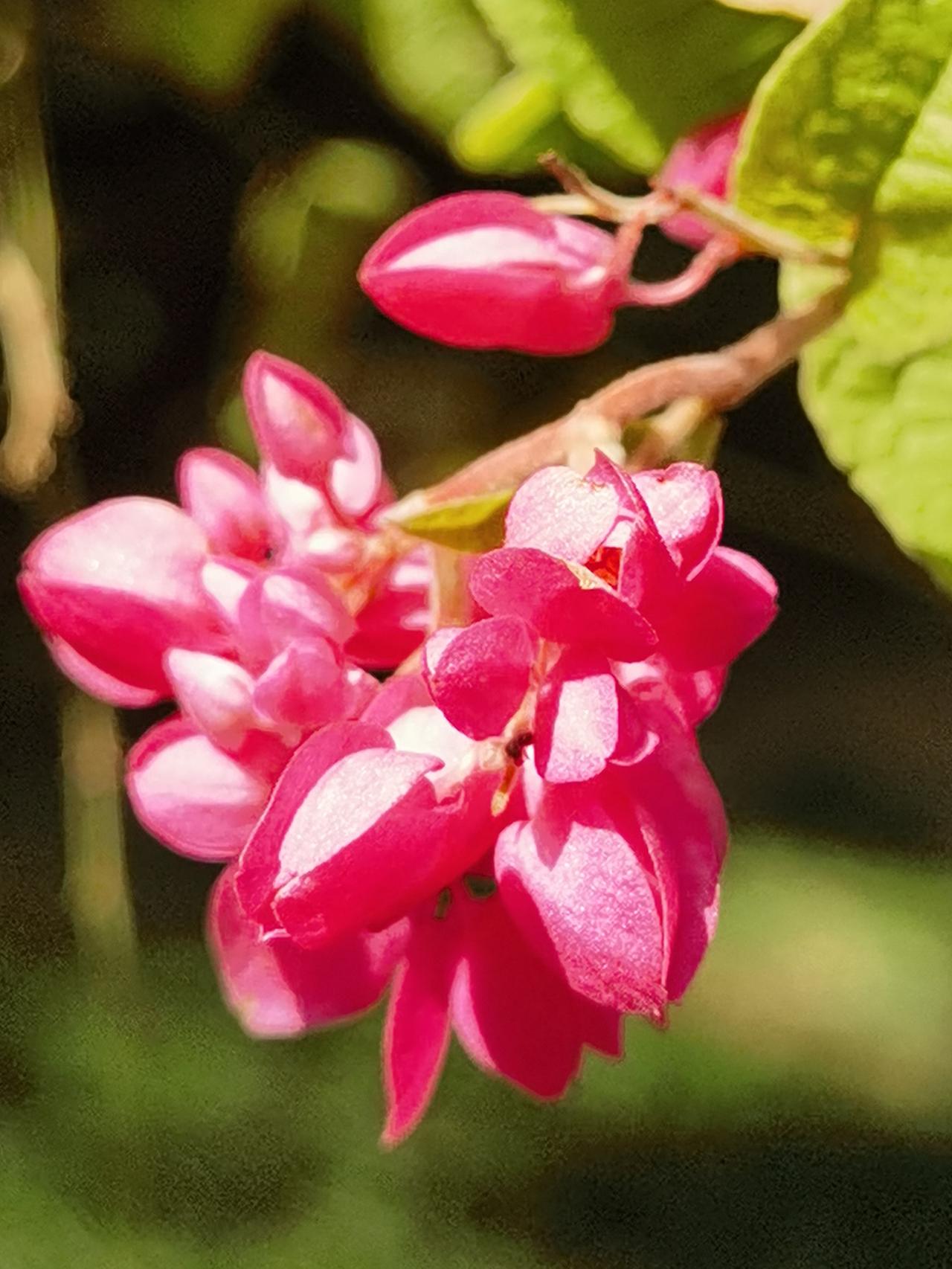 珊瑚藤，充满异域风情的“藤蔓植物之后”。
珊瑚藤喧宾夺主的红花萼，骗过了人们观赏