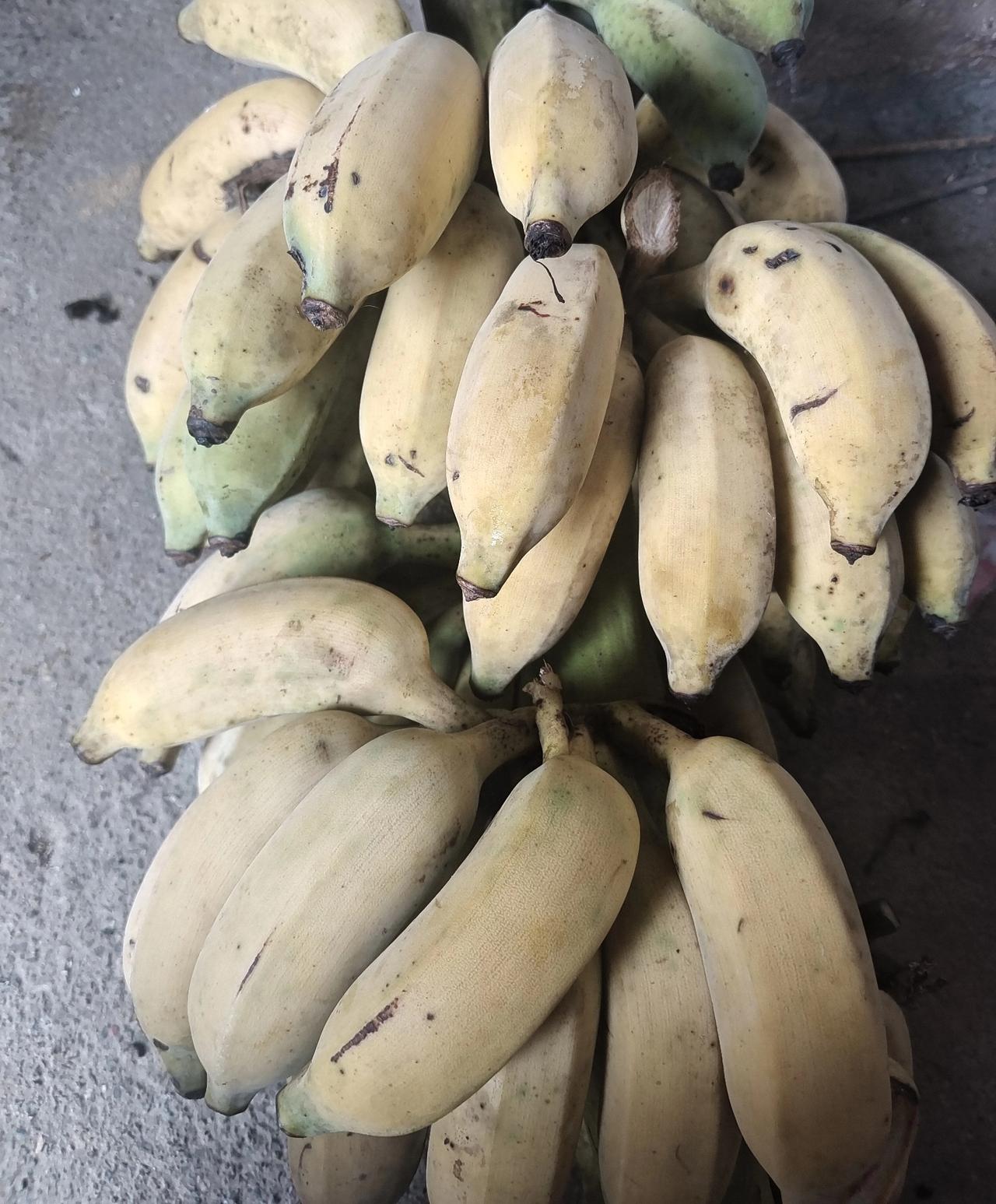 晒图笔记大赛野生的巴蕉吃不完，纯绿色，无污染无农药残留[比心][比心]