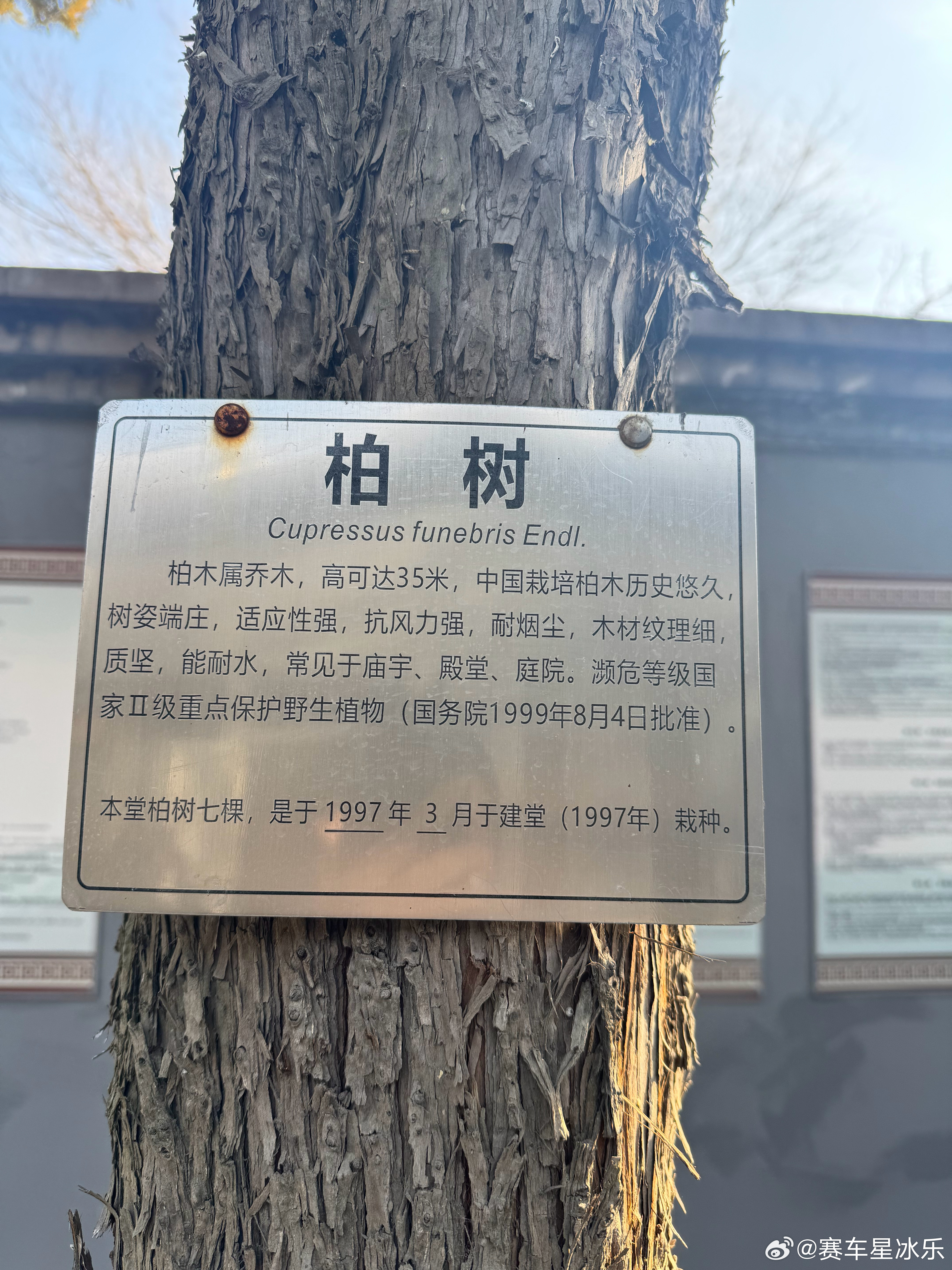 今年柏树的花粉引起不少人季节过敏了，数量挺大的，我也挺好奇为啥不砍掉点。今天一看