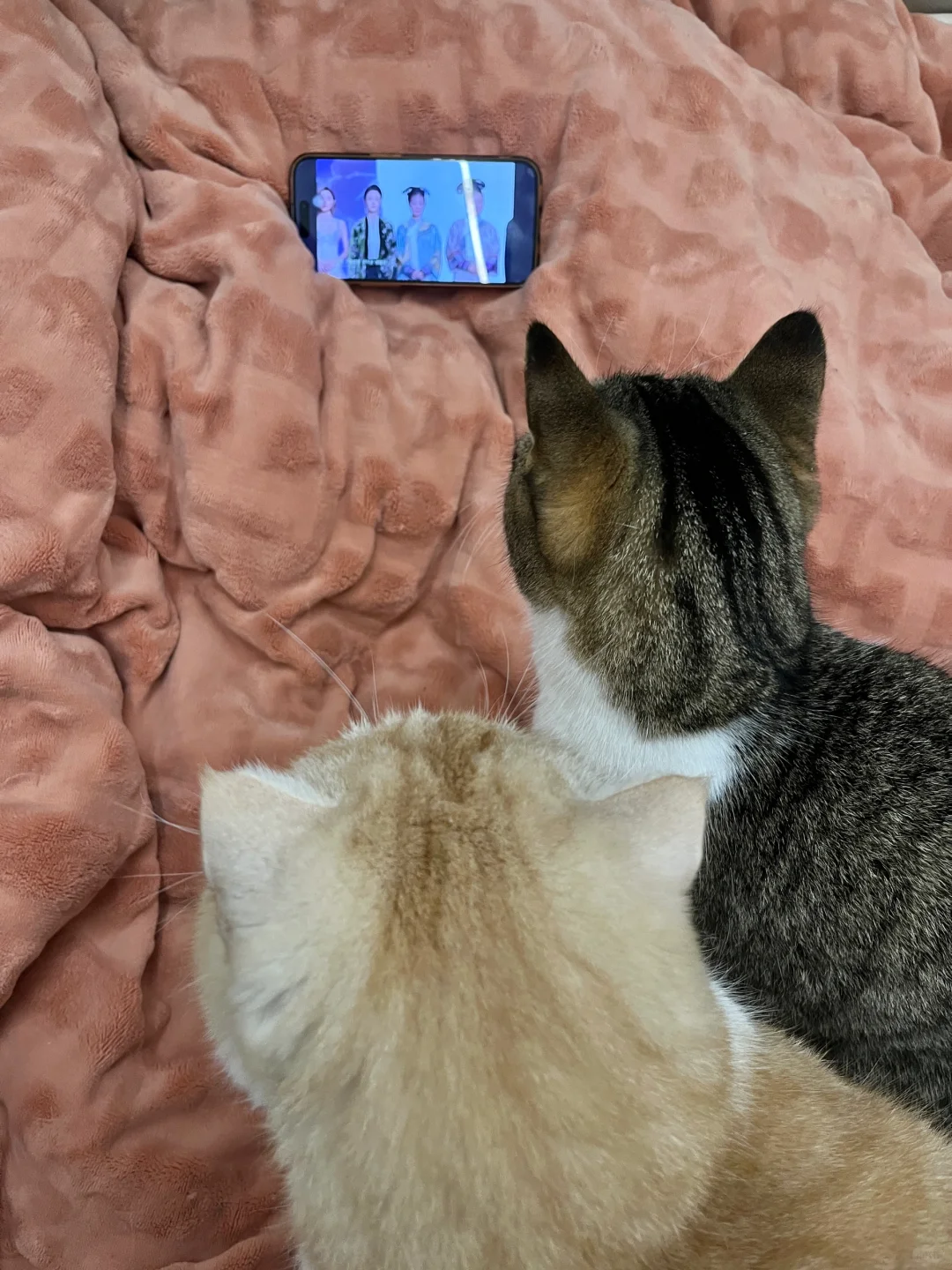 今儿个“甄”是热闹！