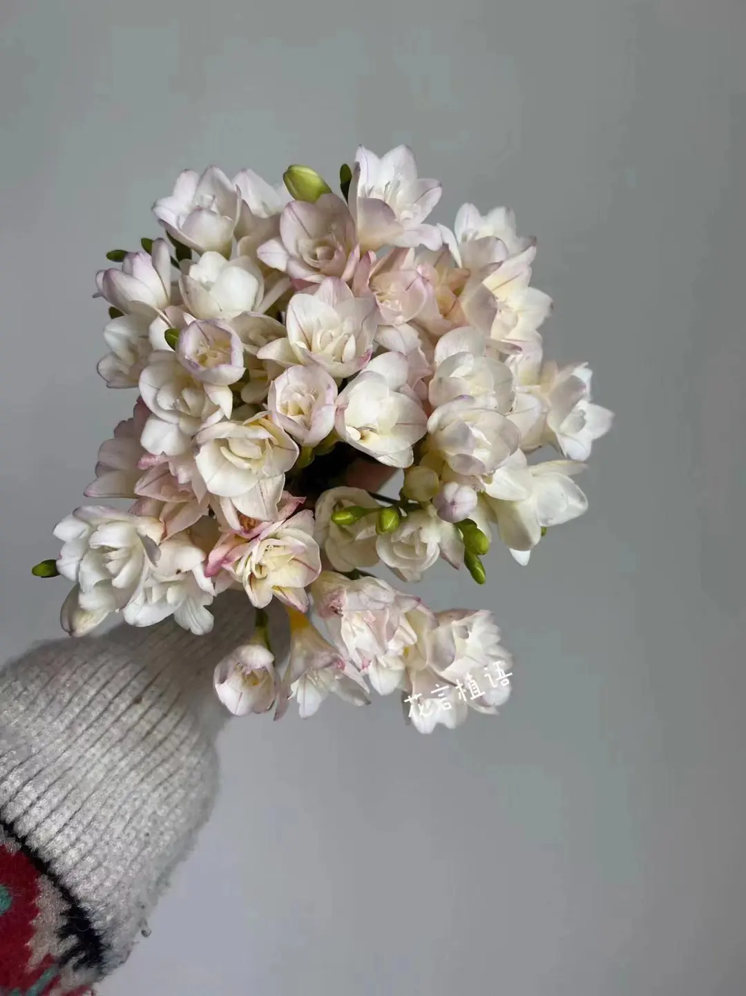 我看看哪位花仙子还没种草它！