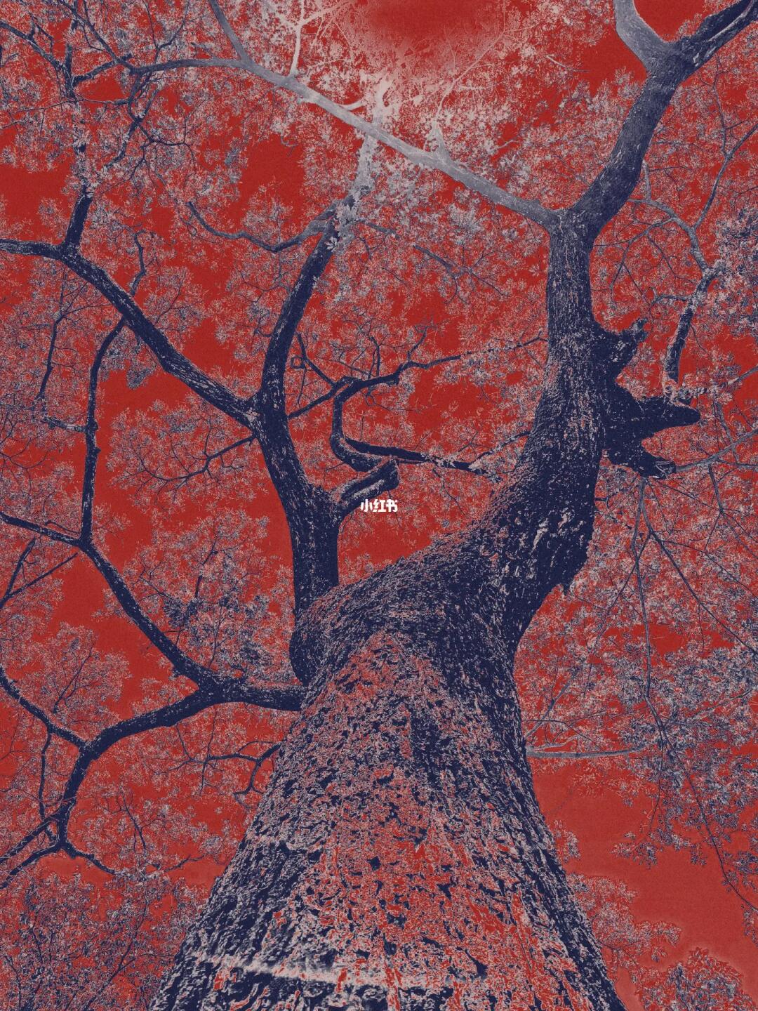 𝓣𝓻𝓮𝓮 𝓪𝓷𝓭 𝓻𝓮𝓭