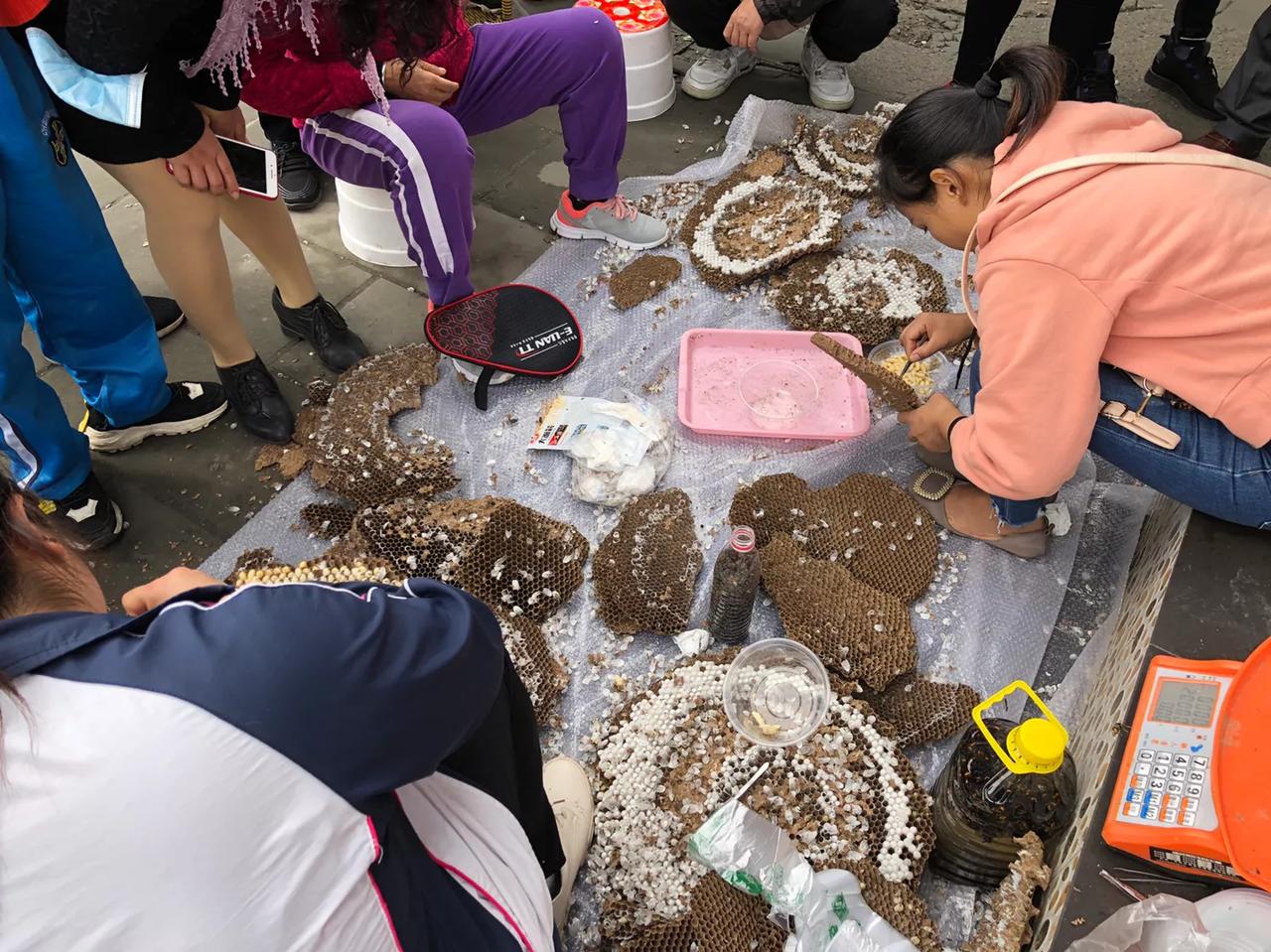 【市集趣事】蜂蛹你吃过吗？敢吃吗？一百块一斤贵不贵，一个个小蜂子还在扭动着身体！