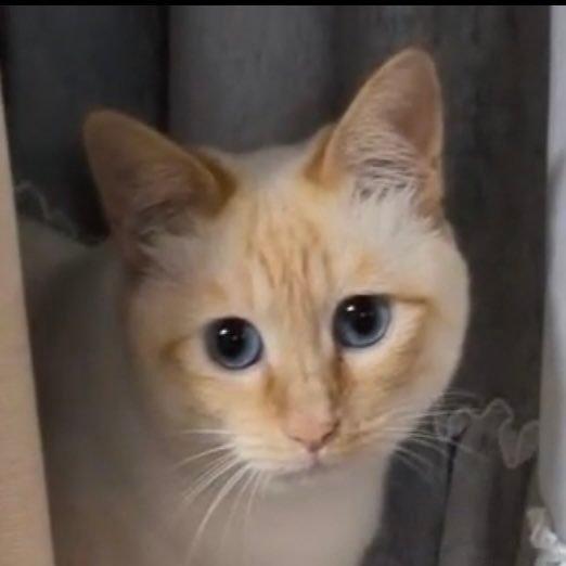 ←流浪时期　被收养后→ 🐱 ​​​