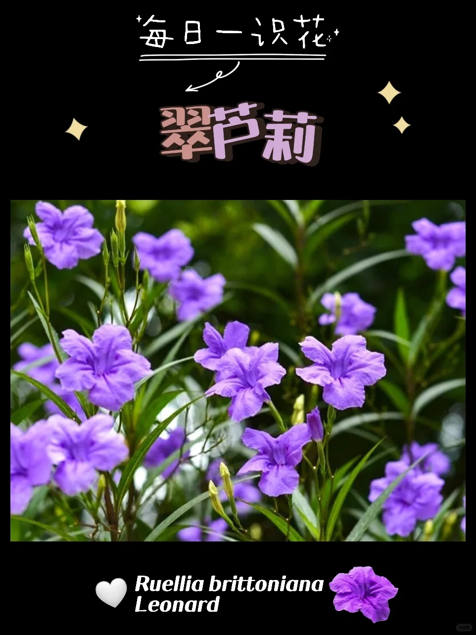 每天认识一种花之【翠芦莉】day83