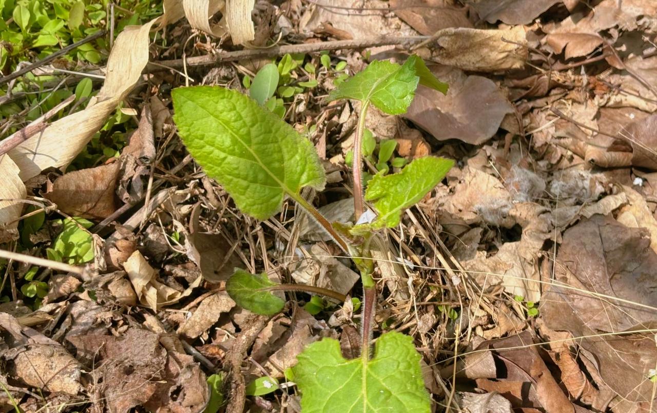 最近一周写了好几条微头条都不给阅读量，展现量也上不去，我就问了豆包原因，豆包说很