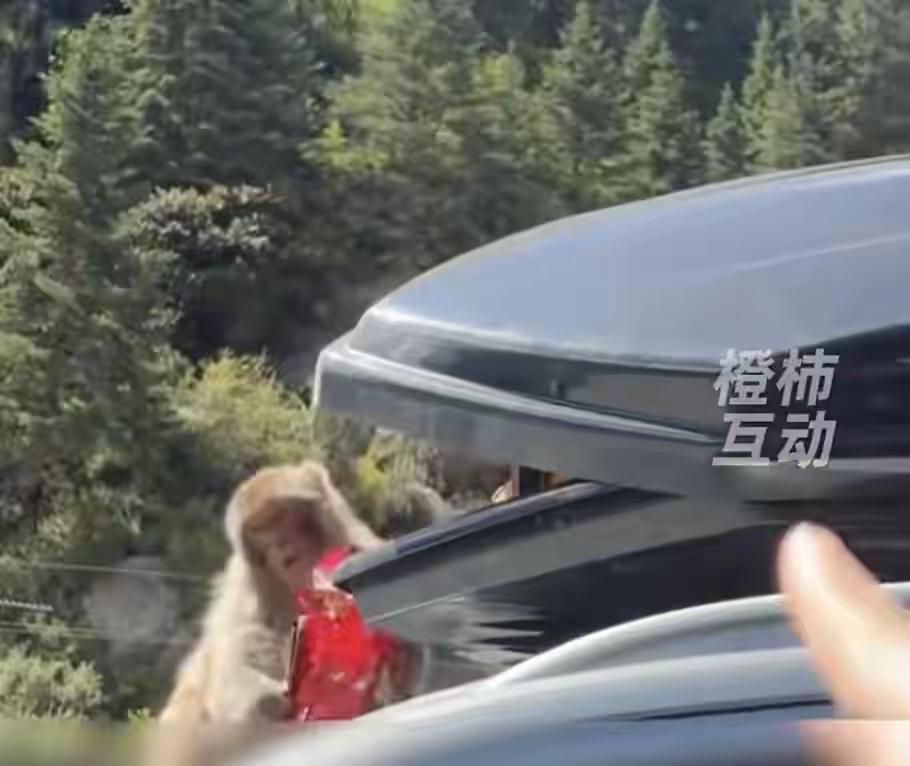 猴子是非常聪明的动物，看到有人施舍视频，就会主动前去拿取。猴子看到汽车的顶箱没有