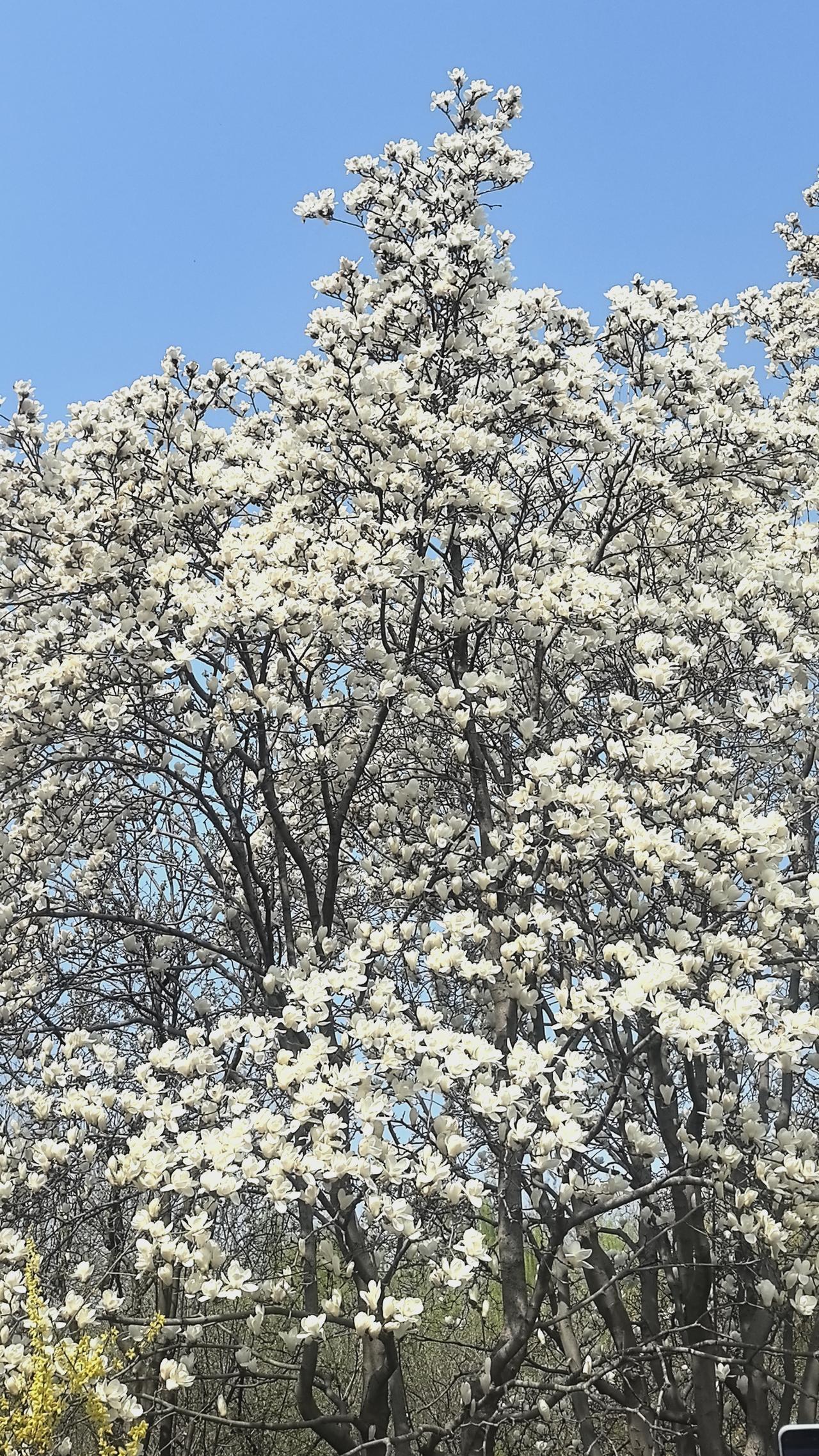 济南百花公园26.3.21
玉兰盛开，人流如织