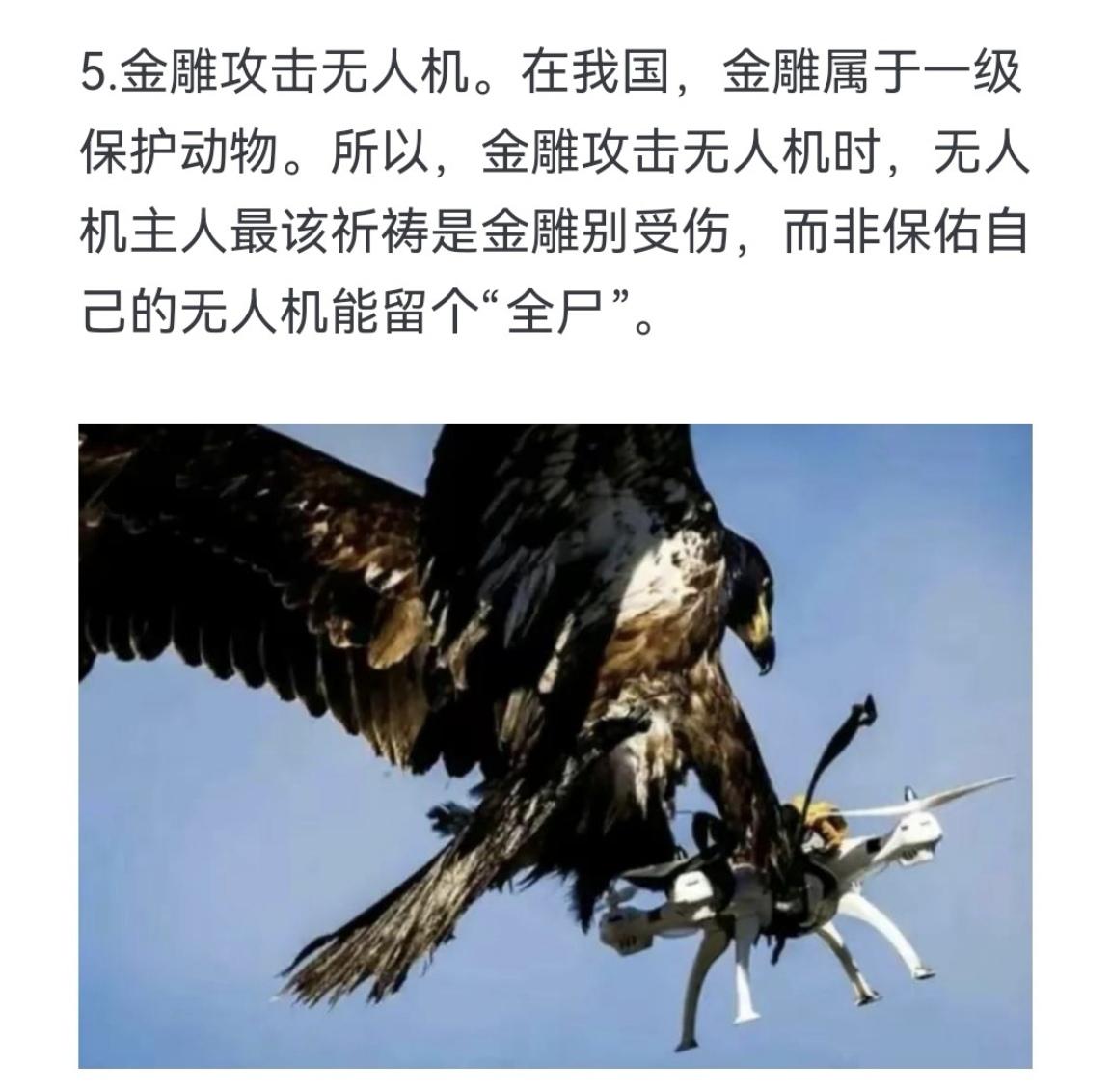 金雕攻击无人机 在我国金雕属于一级保护动物