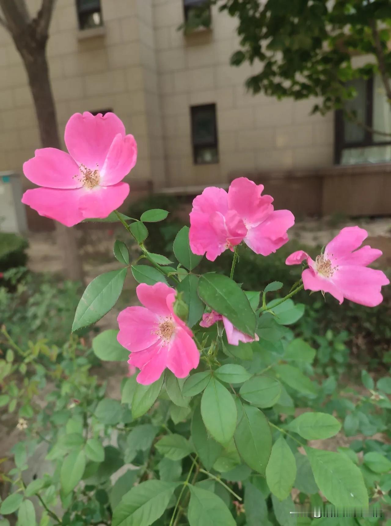 中秋月季花亦艳
国庆假期情更浓
 [玫瑰]  [玫瑰]  [玫瑰]
#秋日生活打