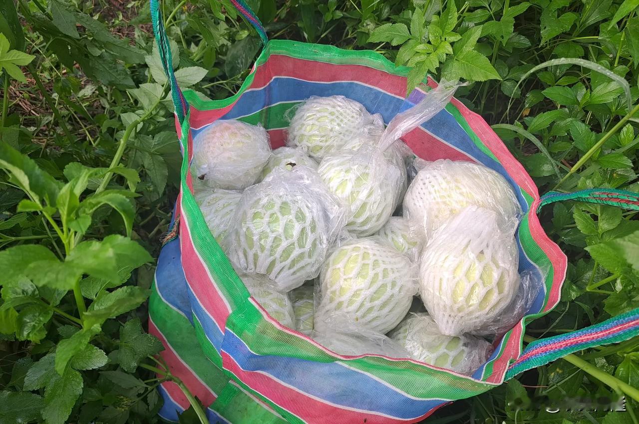 又是吃【芭乐季】～这季芭乐最香又最甜～【收成记】