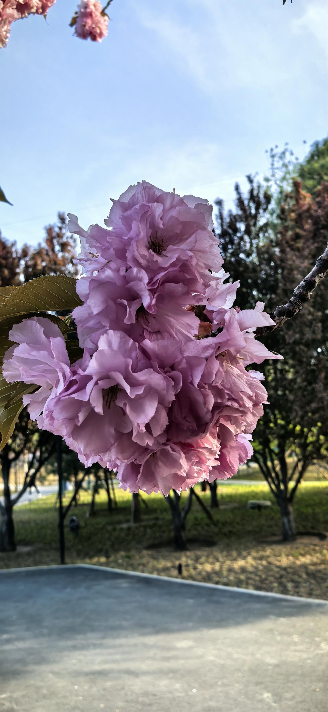  赴一场四月花事，把心情交给春风，日子慢慢，万事皆甜。
四月的春开 三月的繁花似