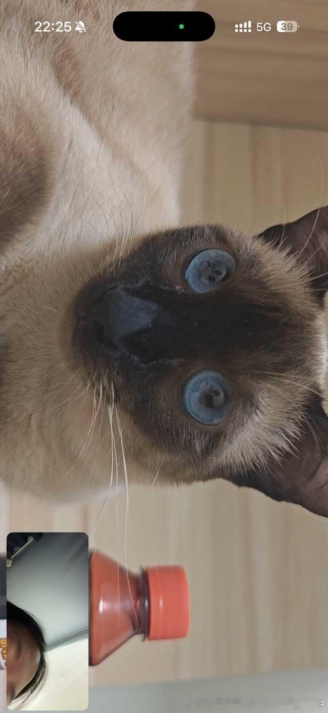 4149只黑脸完全坏猫 ​​​